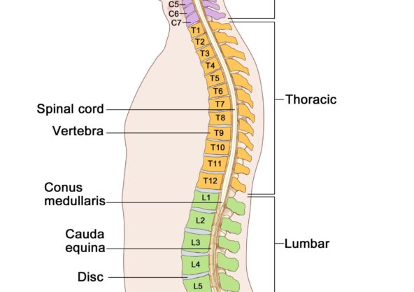 Backbone