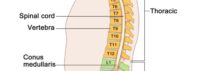Backbone