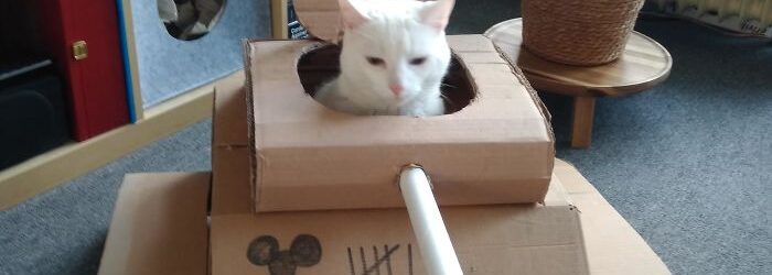 Cats Tanks