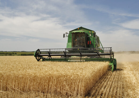 Harvested