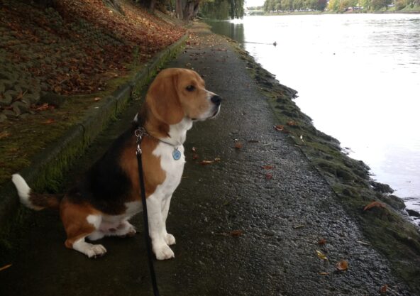 Hound
