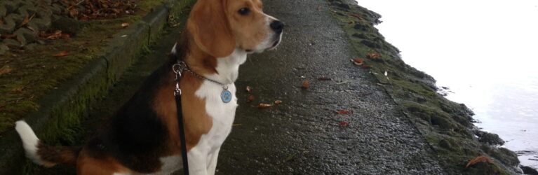 Hound